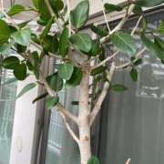 ヒメ日記 2025/05/30 04:42 投稿 梨恵(りえ) PLUS十三店