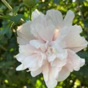 ヒメ日記 2025/06/20 08:58 投稿 梨恵(りえ) PLUS十三店