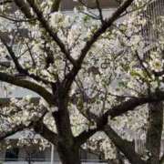 ヒメ日記 2026/04/09 06:18 投稿 梨恵(りえ) PLUS十三店