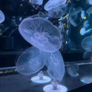 ヒメ日記 2026/02/05 09:54 投稿 のん 谷町豊満奉仕倶楽部