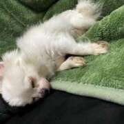 ヒメ日記 2026/03/20 19:04 投稿 のん 谷町豊満奉仕倶楽部