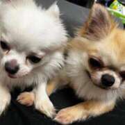 ヒメ日記 2026/03/22 11:44 投稿 のん 谷町豊満奉仕倶楽部