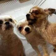 ヒメ日記 2026/04/21 18:14 投稿 のん 谷町豊満奉仕倶楽部