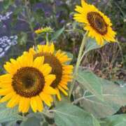 ヒメ日記 2025/08/06 11:00 投稿 みく 初体験