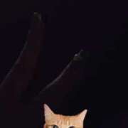 ヒメ日記 2025/11/18 02:03 投稿 あかね もみもみワンダーランド