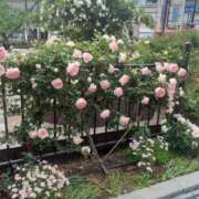 ヒメ日記 2025/05/26 10:30 投稿 ゆき 熟女デリヘル倶楽部