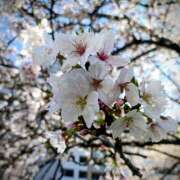 ヒメ日記 2026/04/04 13:06 投稿 華(かの) 人妻城 横浜本店