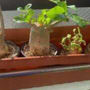 ヒメ日記 2025/04/19 12:28 投稿 秋月 鶯谷人妻城