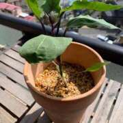 ヒメ日記 2025/04/27 18:05 投稿 秋月 鶯谷人妻城