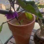 ヒメ日記 2025/05/08 07:52 投稿 秋月 鶯谷人妻城