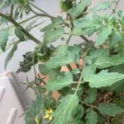 ヒメ日記 2025/05/08 08:04 投稿 秋月 鶯谷人妻城