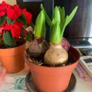 秋月 こんにちは 鶯谷人妻城