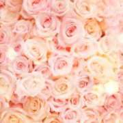 ヒメ日記 2025/08/12 12:34 投稿 涼風 葵 人妻セレブ宮殿