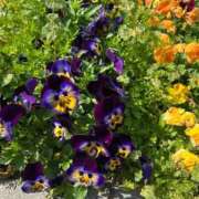 ヒメ日記 2025/04/21 09:32 投稿 麗子 出会い系人妻ネットワーク錦糸町～小岩編