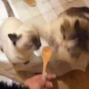 ヒメ日記 2025/12/25 16:49 投稿 ほむら(ドSなロリっ娘☆) 学園天国