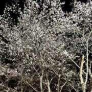 ヒメ日記 2026/04/03 22:59 投稿 AKARI『アカリ』 GG