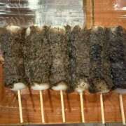 ヒメ日記 2025/08/17 17:41 投稿 くるみ 長野飯田ちゃんこ