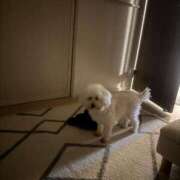 ヒメ日記 2025/12/14 21:45 投稿 椿かぐら BLENDA V.I.P東京店