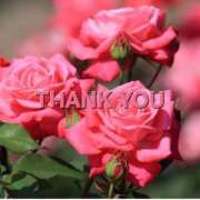 りん ありがとうございました✨ 美熟女倶楽部Hip's 春日部店