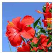 りん おはようございます☺ 美熟女倶楽部Hip's 春日部店