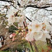 ヒメ日記 2026/03/23 12:35 投稿 さな 奥鉄オクテツ神奈川店（デリヘル市場グループ）