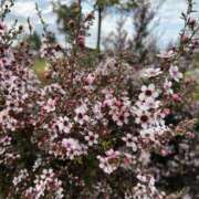 さな おはよう！ 奥鉄オクテツ神奈川店（デリヘル市場グループ）
