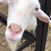 ヒメ日記 2025/04/24 01:13 投稿 神田あやか ミスターダンディー