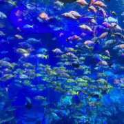 ヒメ日記 2025/06/04 12:04 投稿 神田あやか ミスターダンディー