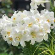 ヒメ日記 2025/06/15 19:13 投稿 神田あやか ミスターダンディー