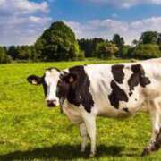 ヒメ日記 2025/07/21 18:23 投稿 神田あやか ミスターダンディー