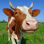 ヒメ日記 2025/07/21 21:03 投稿 神田あやか ミスターダンディー