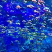 ヒメ日記 2025/08/26 06:43 投稿 神田あやか ミスターダンディー