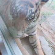 ヒメ日記 2025/11/06 01:03 投稿 神田あやか ミスターダンディー