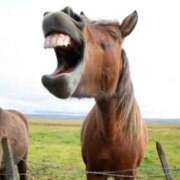 ヒメ日記 2026/01/03 00:03 投稿 神田あやか ミスターダンディー