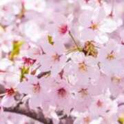 ヒメ日記 2026/03/24 17:13 投稿 神田あやか ミスターダンディー