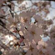 ヒメ日記 2026/03/29 07:13 投稿 神田あやか ミスターダンディー