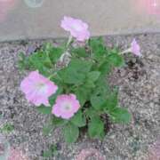 ヒメ日記 2025/07/04 22:12 投稿 ま　や XSTASY（エクスタシー）