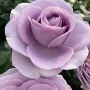 ヒメ日記 2025/05/18 10:27 投稿 月岡とわこ 三丁目の奥様（東京ハレ系）