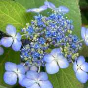 ヒメ日記 2025/05/24 10:31 投稿 月岡とわこ 三丁目の奥様（東京ハレ系）