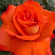 ヒメ日記 2025/06/01 10:30 投稿 月岡とわこ 三丁目の奥様（東京ハレ系）