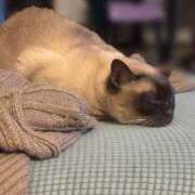 ヒメ日記 2025/05/07 07:33 投稿 ゆう しろうと娘　本店