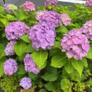 ヒメ日記 2025/06/11 10:35 投稿 ゆう しろうと娘　本店