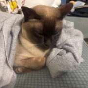 ゆう ごめんなさい🙇‍♀️ しろうと娘　本店