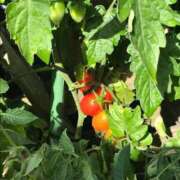 ヒメ日記 2025/06/25 10:09 投稿 さりな 完熟ばなな八王子