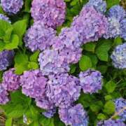 ヒメ日記 2025/06/06 17:19 投稿 絵菜(えな) 麗しい人妻 新宿本店