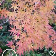 ヒメ日記 2025/11/23 22:39 投稿 絵菜(えな) 麗しい人妻 新宿本店