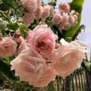 ヒメ日記 2025/11/27 20:45 投稿 もも ナイスレディ