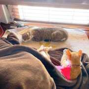 ヒメ日記 2025/04/21 14:36 投稿 なな ふわもこ人妻ランド　那須塩原店