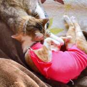 ヒメ日記 2025/04/21 14:42 投稿 なな ふわもこ人妻ランド　那須塩原店