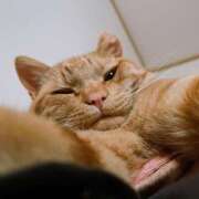 ヒメ日記 2025/05/04 23:03 投稿 なな ふわもこ人妻ランド　那須塩原店